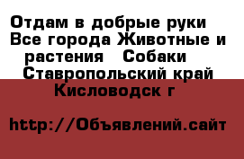 Отдам в добрые руки  - Все города Животные и растения » Собаки   . Ставропольский край,Кисловодск г.